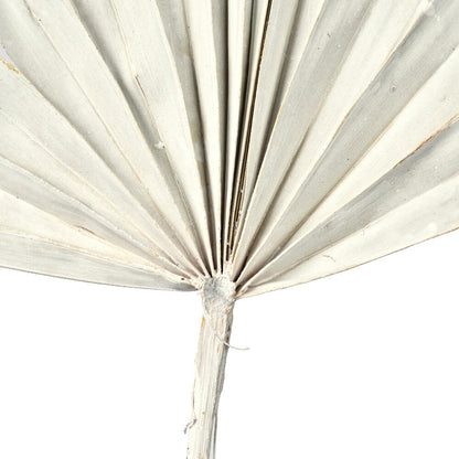 Vickerman Natural Botanicals 13.75 - 19.5" White wash Dried Palm Sun Spear 12 per bag.