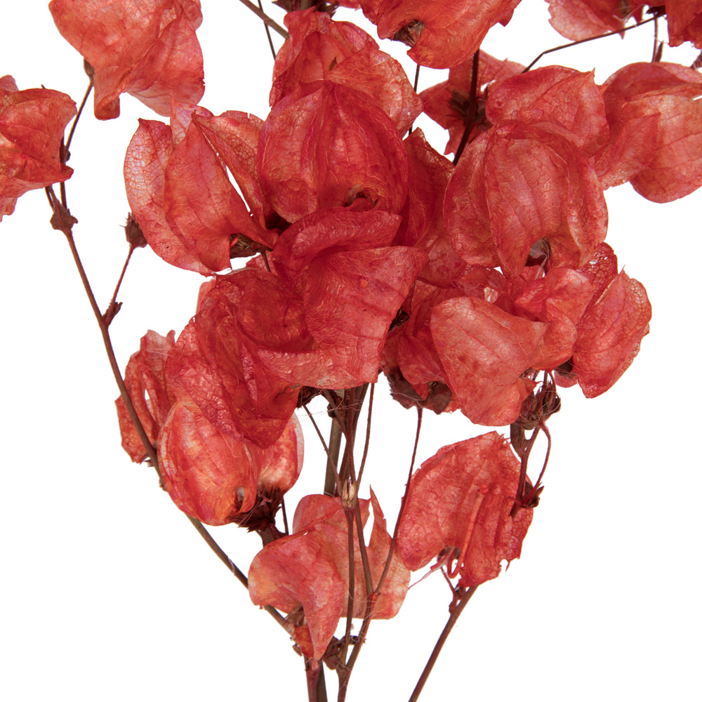 Vickerman 13.5-17" Red Dried Cara Blossom Bundle Preserved.