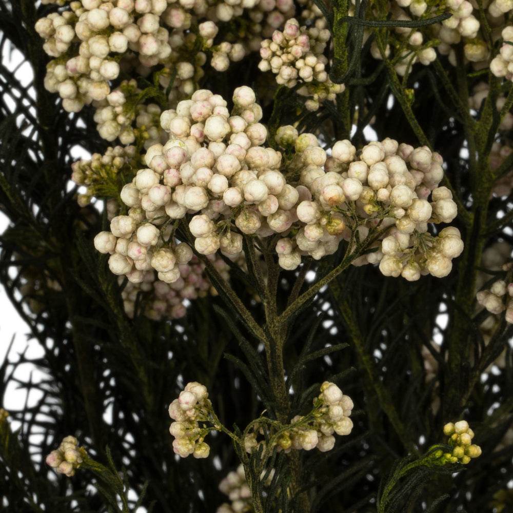 Vickerman 16" Natural Blush Rice Flower. Comes in a 4.25 oz Bundle. Preserved