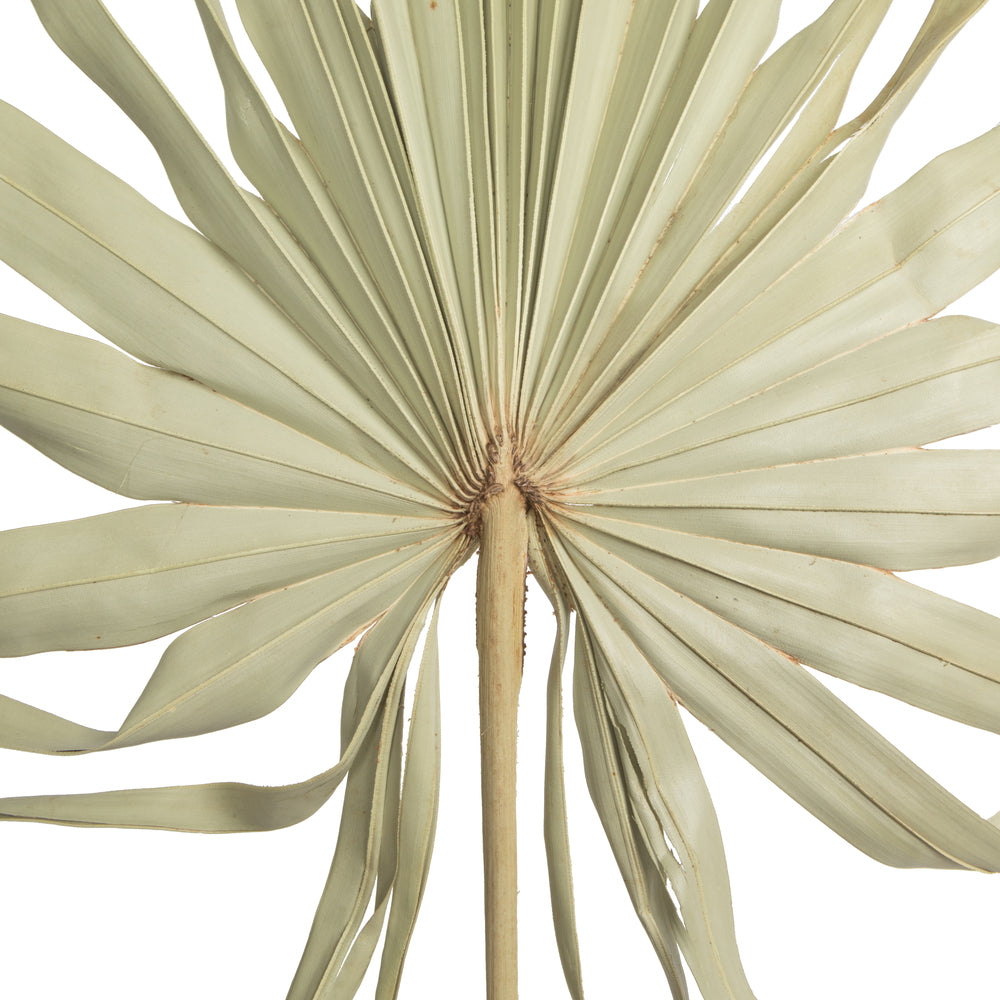 Vickerman Natural Botanicals 32-40" Natural Dried Palm Leaf Uncut- 12 stem/ polybag. Dried and preserved.
