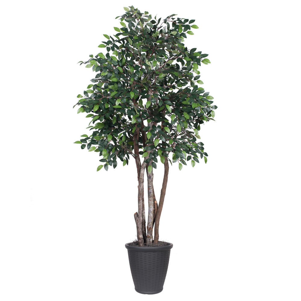 Vickerman 6' Artificial Mini Ficus Executive Tree Gray Round Plastic Container.