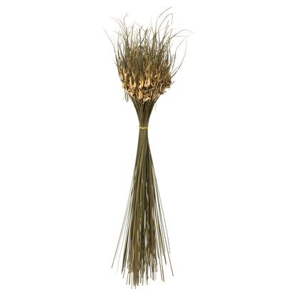 Vickerman 26" Natural Tulip Star 16oz (4 -4oz Bundles) Dried