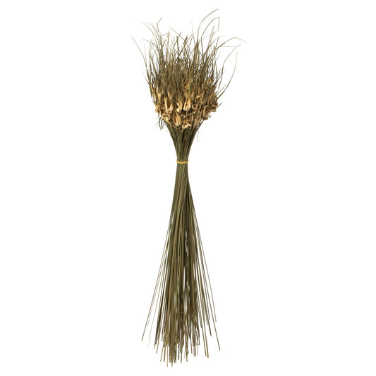 Vickerman 26" Natural Tulip Star 16oz (4 -4oz Bundles) Dried