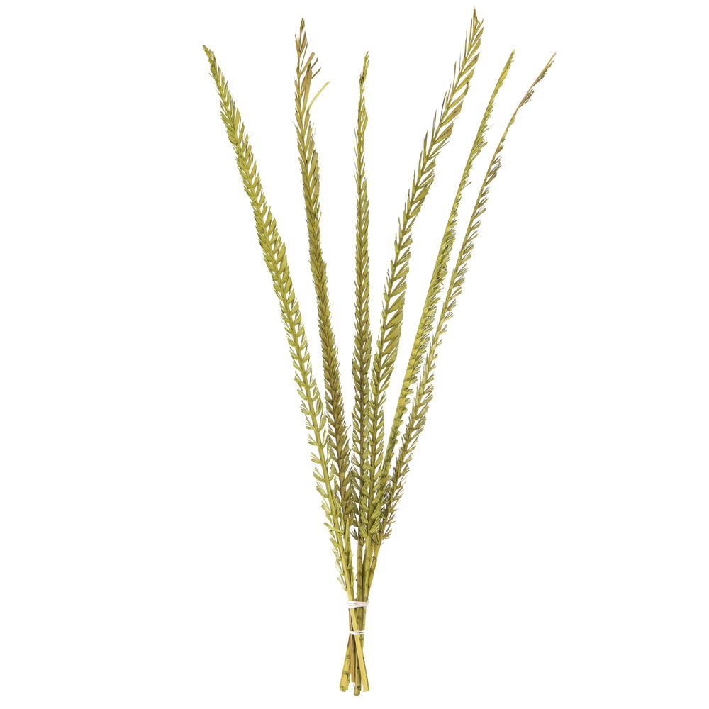 Vickerman 36-38" Basil Coco Palm  Thin Spine Basil 6 STEM BU (CPD-10) Dried