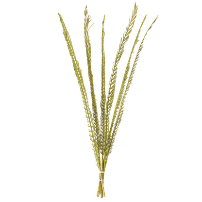 Vickerman 36-38" Basil Coco Palm  Thin Spine Basil 6 STEM BU (CPD-10) Dried