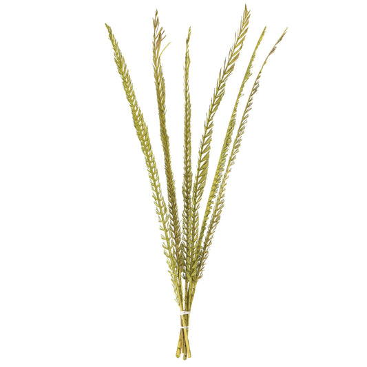 Vickerman 36-38" Basil Coco Palm  Thin Spine Basil 6 STEM BU (CPD-10) Dried