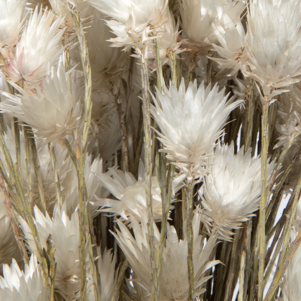 Vickerman Natural Botanicals 14" x 5" Everlasting Shiny White (hammer) 60 grams per unit