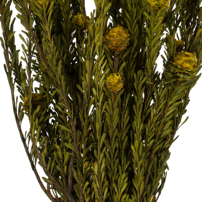 Vickerman 12" Yellow Tortum Bundle Female Preserved