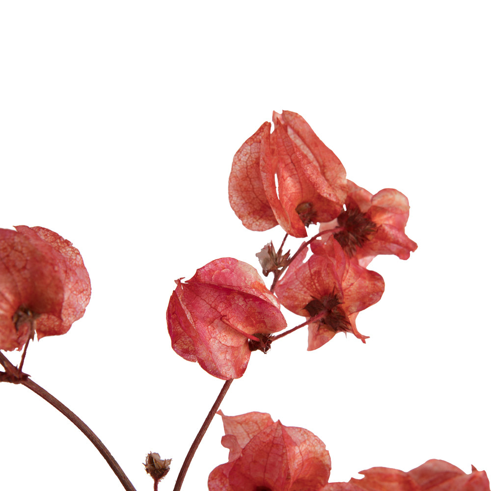 Vickerman 13.5-17" Red Dried Cara Blossom Bundle Preserved.