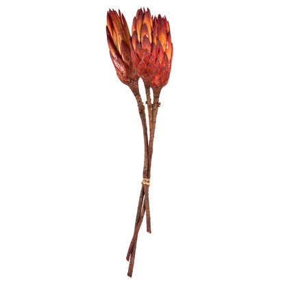 Vickerman 8-12" Red (Natural) Repens - Natural Stem - Bulk case 180 pieces Dried