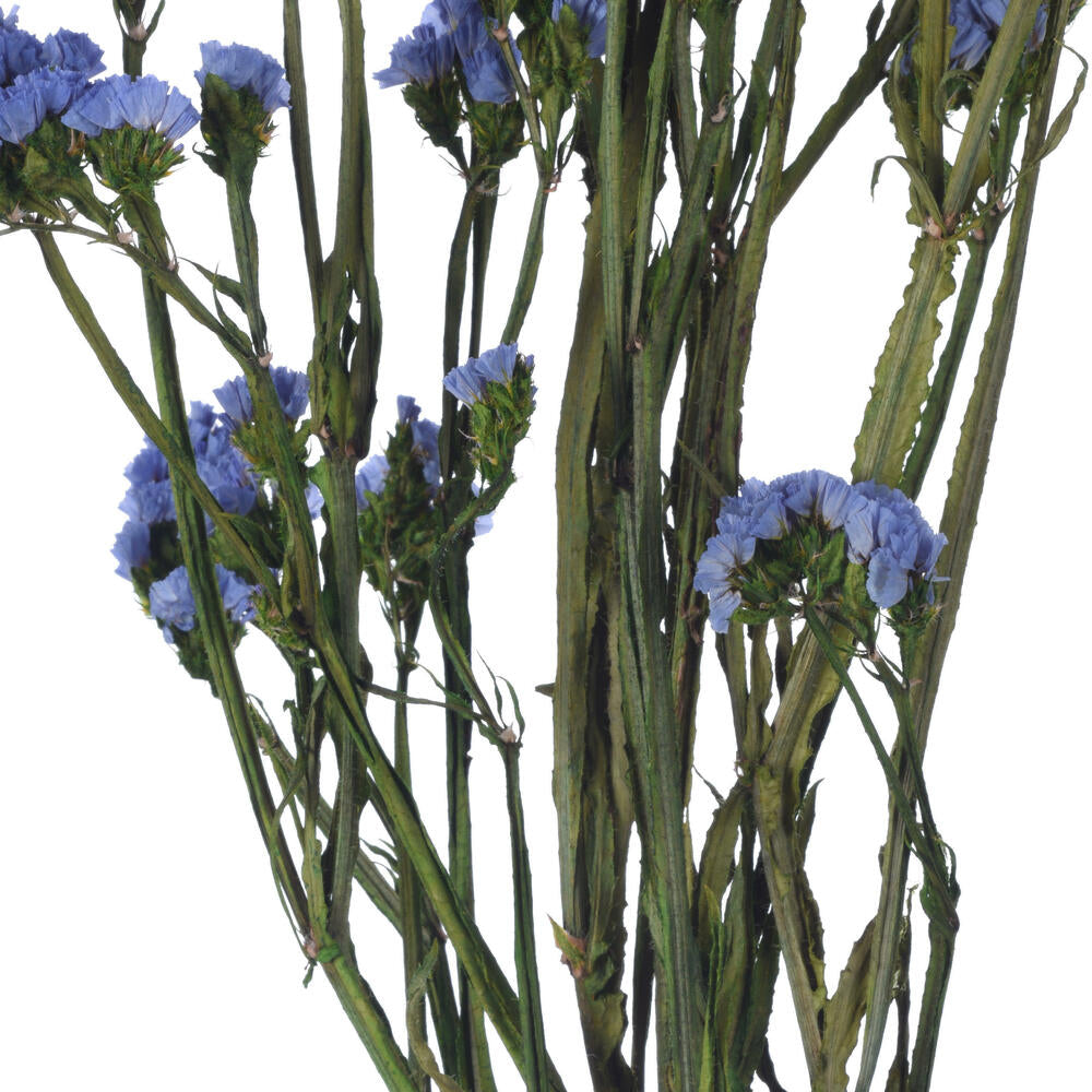 Vickerman Natural Botanicals 19.5" Light Blue Statice Flower 1.25 oz per unit