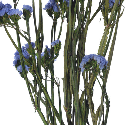 Vickerman Natural Botanicals 19.5" Light Blue Statice Flower 1.25 oz per unit