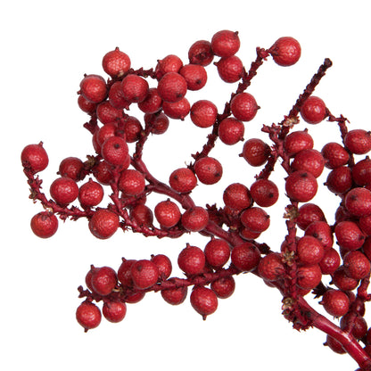 Vickerman Natural Botanicals 6" Canella Special Red Coated. Includes 25 pieces per unit.