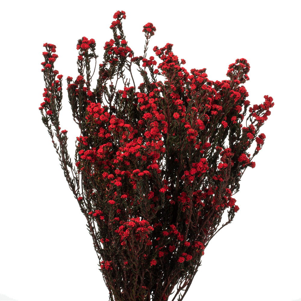 Vickerman 22" Natural Phylica Red bunch Preserved