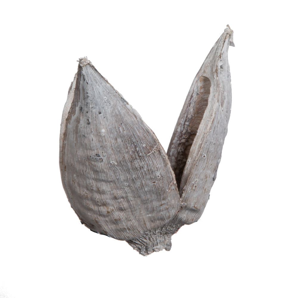 Vickerman 3-4" White Wash Sora Pod 250 pieces per bulk case Dried