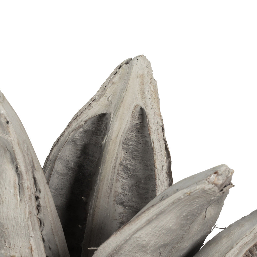 Vickerman 6" Gray Wash Star Pod 1 piece Dried