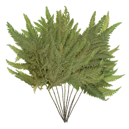 Vickerman 8-12" Oasis Grn Plumaria Fern Stems 6 per pack Preserved