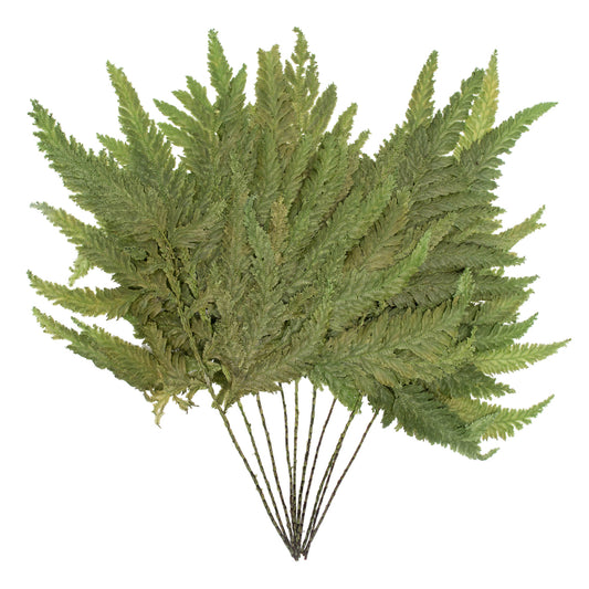 Vickerman 8-12" Oasis Grn Plumaria Fern Stems 6 per pack Preserved