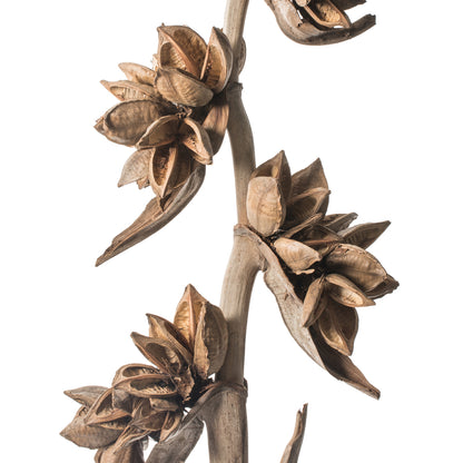 Vickerman 5-6' Natural Star Pod Stalk 1 stalk Dried