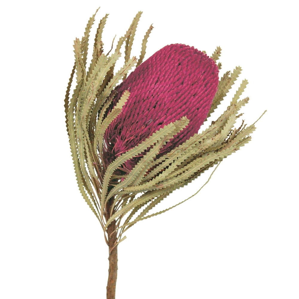 Vickerman 12" Jumbo Purple Orchid Banksia Flower with Stem. Includes 3 Stems per Pack. Dried