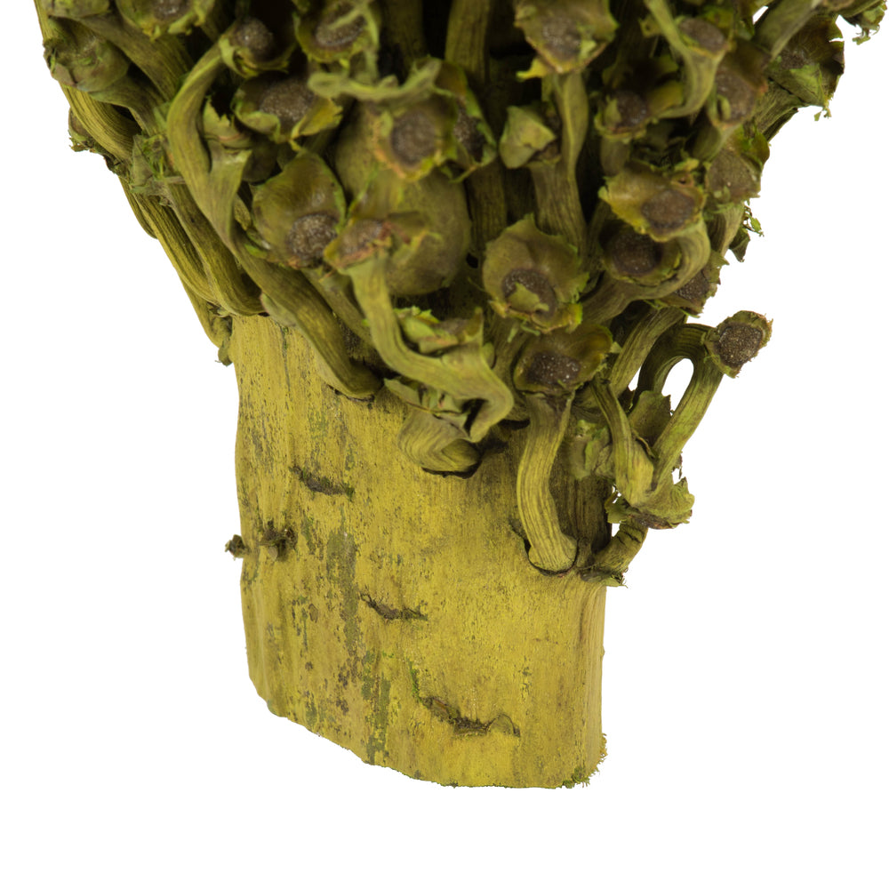 Vickerman 18 x 5" Basil Olympia Seed Pod - Small/Petite 1 piece Dried