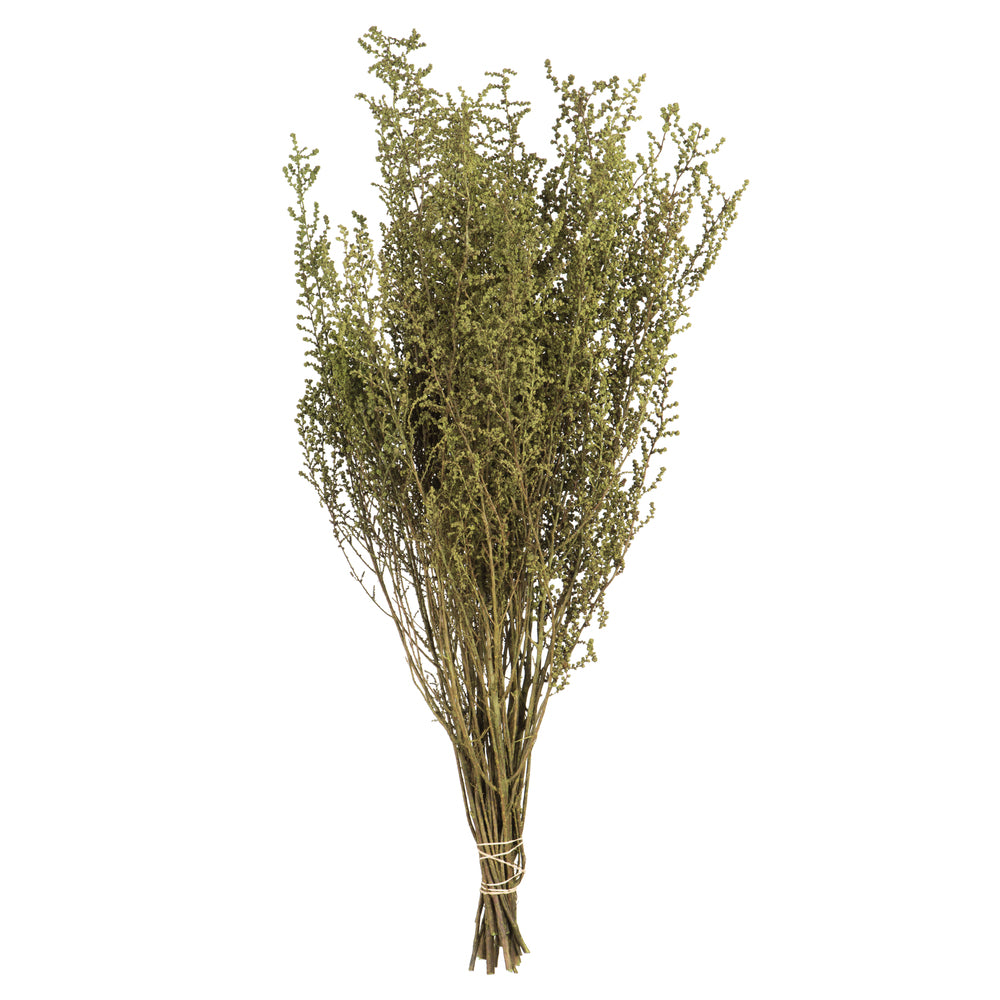 Vickerman 14-18" Spring Green Stoebe Bundle Preserved