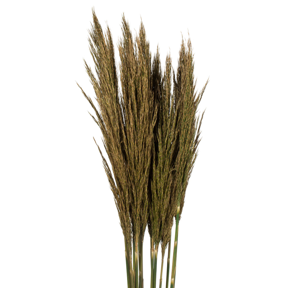 Vickerman 36" Natural Green Plume Reed Bundle (15-20 stems) Preserved