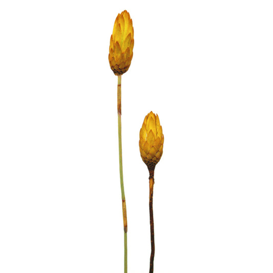 Vickerman 8-12" Lemon Yellow Repens - Natural Stem -Bulk case 180 pieces Dried