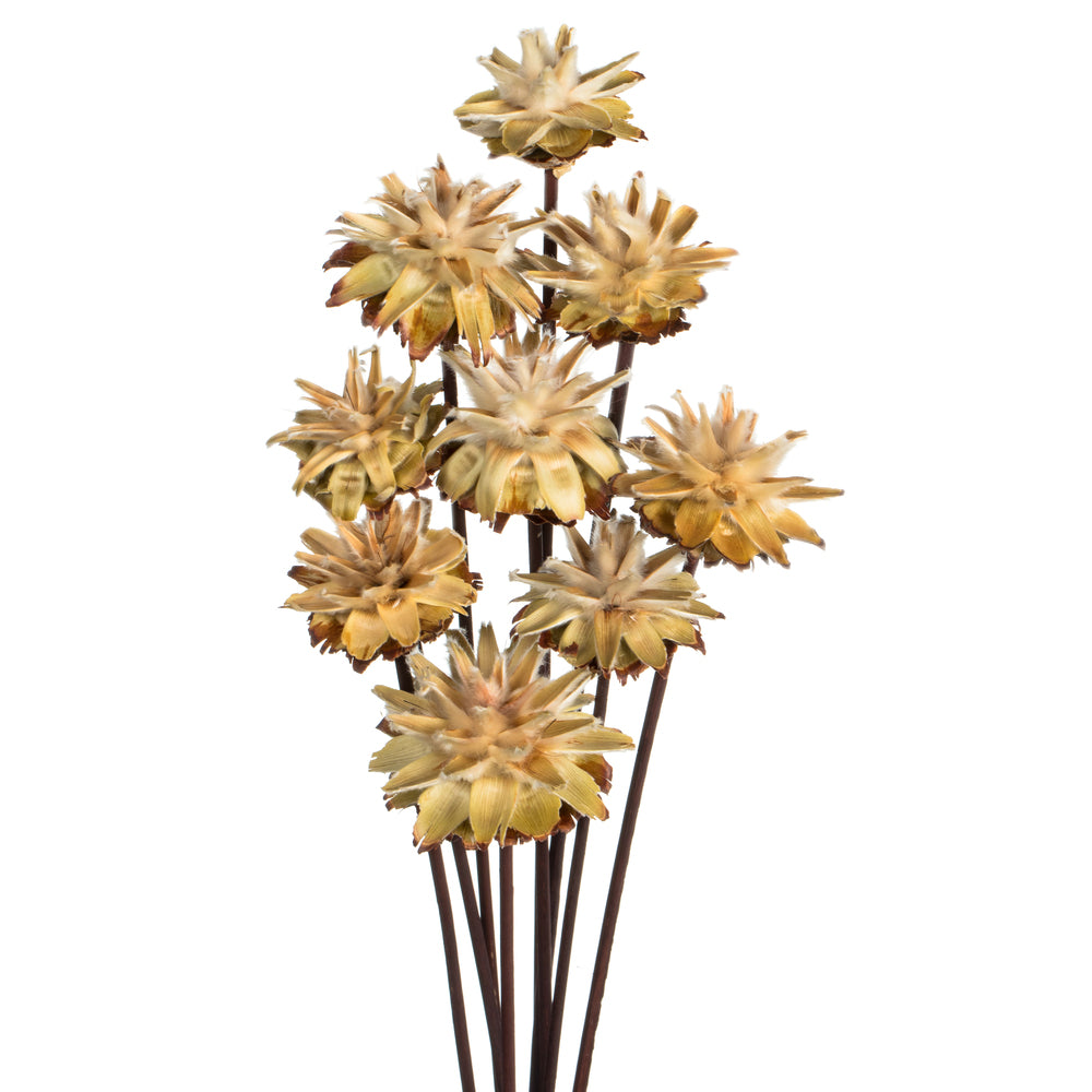 Vickerman 20" Natural Plumosum Head attached to a Brown Stem 9 stems Dried