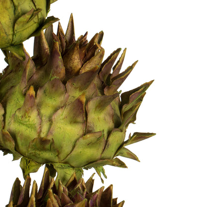 Vickerman 15"  Basil Artichoke Head attached to a Reed Stem Dried