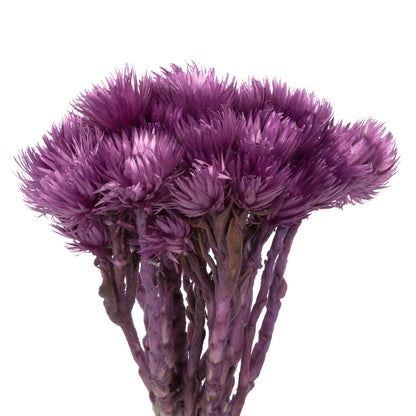 Vickerman 13-14" Purple Orchid Everlasting Flowers approximately 23 blooms Dried