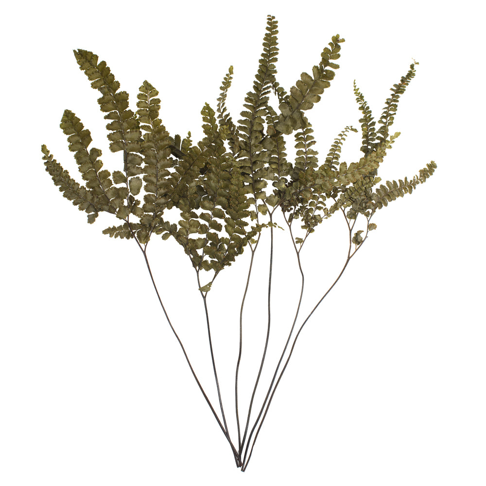 Vickerman 6-10"  Fern Green Fern - Felci 6 stems Preserved