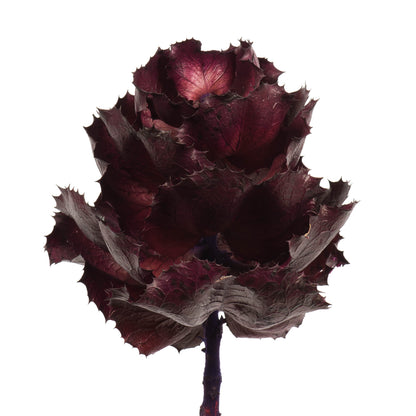 Vickerman 8" flower Violet Queen Flower 1 stem Dried