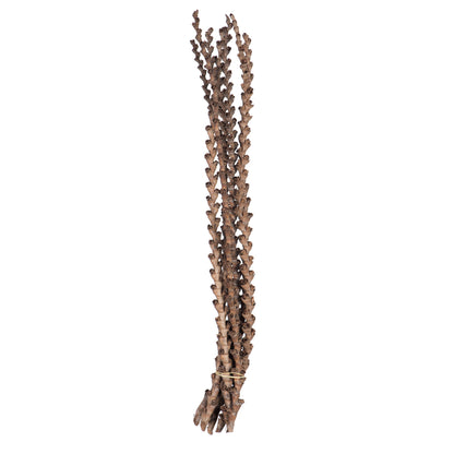 Vickerman 32-36" Ladder Branches Natural. Includes 7 Branches per Pack Dried