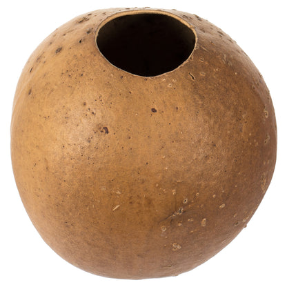 Vickerman 6-7" h x 6-8" w Natural Bacacuia Gourd 1 piece Dried