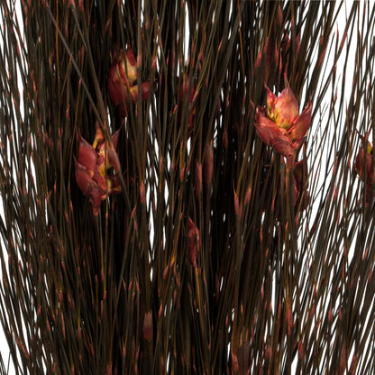 Vickerman 36-40" Red Bell Grass with Seed Pods 8-9 oz Bundle Preserved