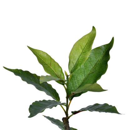 Vickerman 5' Potted Artificial Green Nandina Tree.