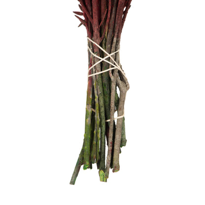 Vickerman 16-22" Red Cotton Phylica Flower 4-5 oz Bundle Preserved