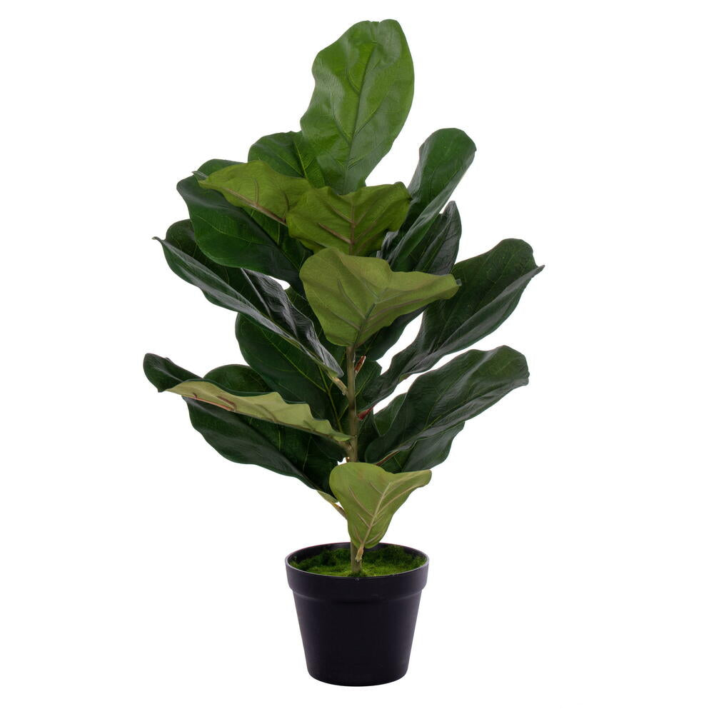 Vickerman 27" Green Fiddle Leaf in Woven Basket The pot measures 7" x 7" x 7.5".