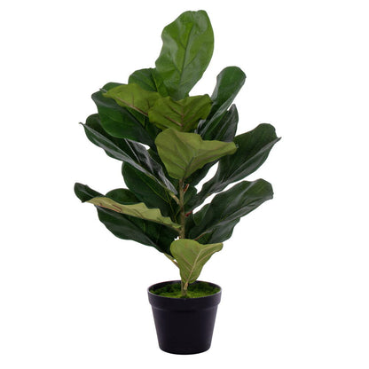 Vickerman 27" Green Fiddle Leaf in Woven Basket The pot measures 7" x 7" x 7.5".