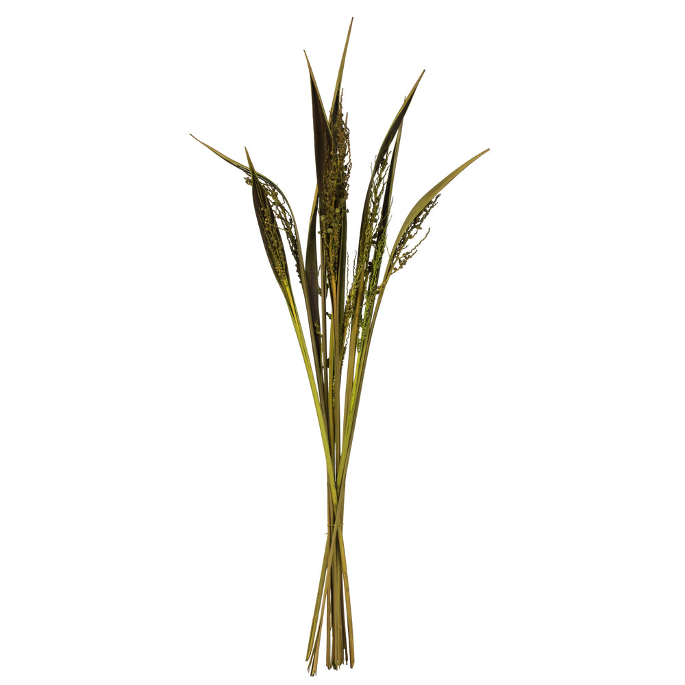 Vickerman 36" Basil Bahia Spears Seeded 9 stems Dried