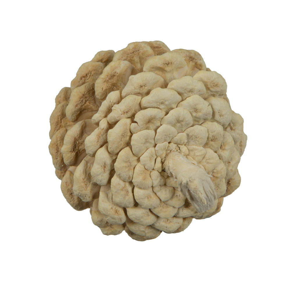 Vickerman Natural Botanicals 2" Blue Pine Bleached. Includes 25 Pieces per Unit
