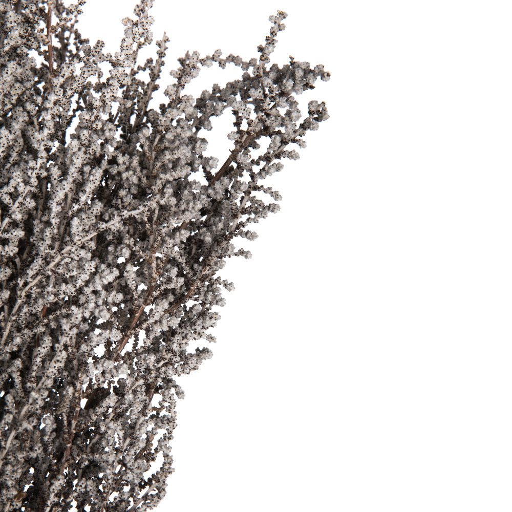 Vickerman 14-18" Silver White Stoebe Bundle