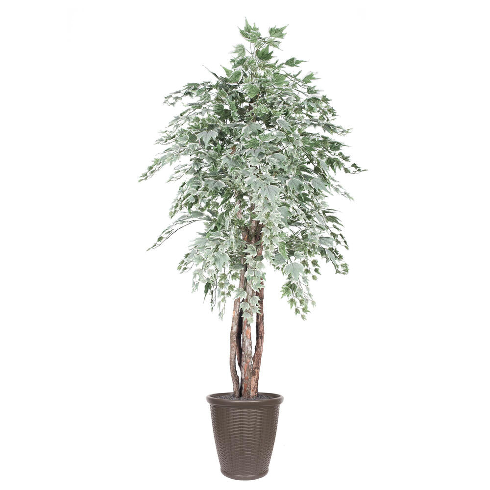 Vickerman 6' Artificial Silver Maple Executive Tree Brown Round Plastic Container.