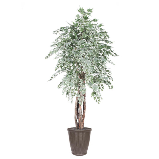 Vickerman 6' Artificial Silver Maple Executive Tree Brown Round Plastic Container.