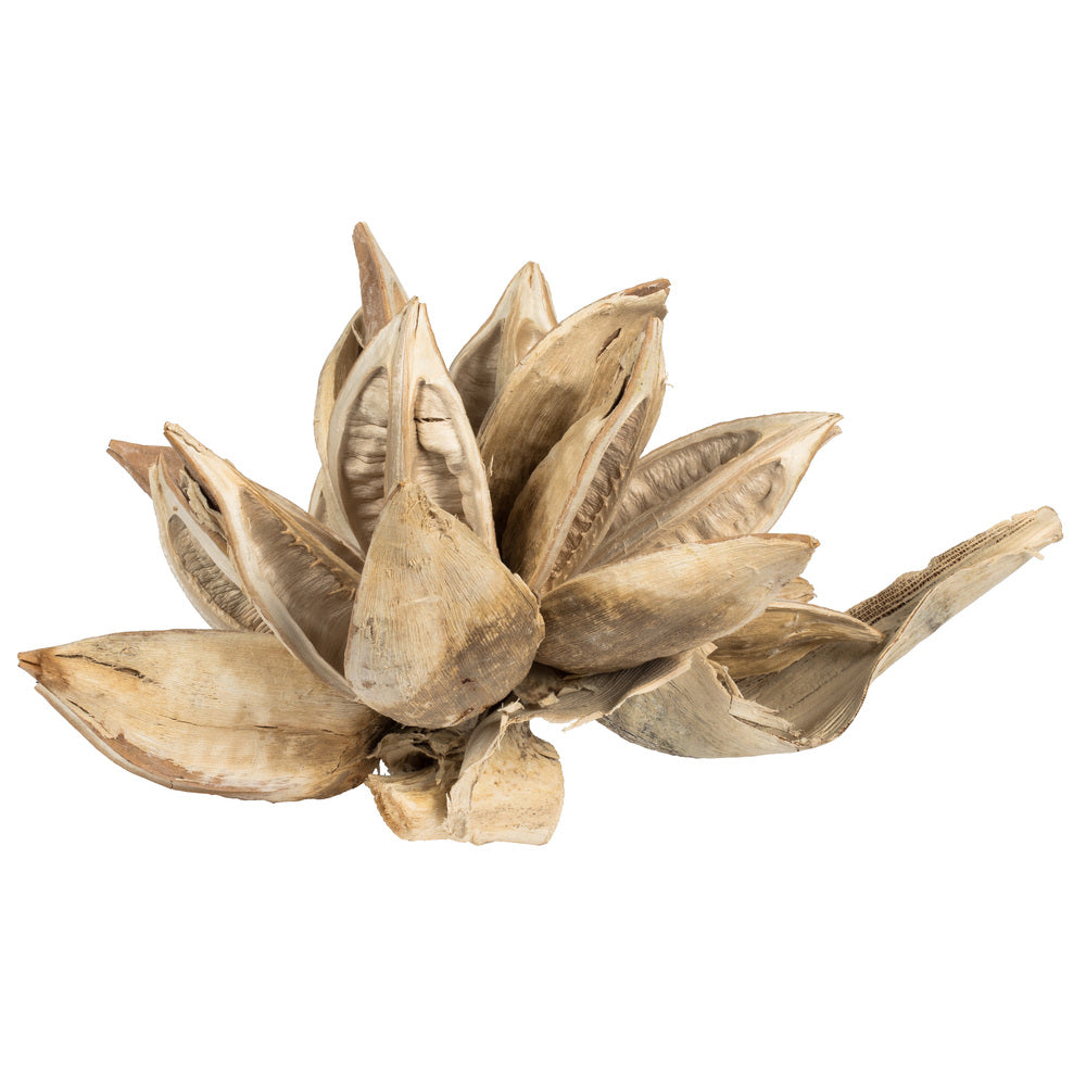 Vickerman 6" Bleached Star Pod 1 piece Dried