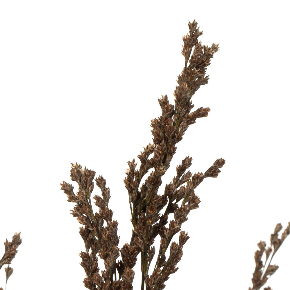 Vickerman 36-40" Green Reed Grass -Includes 8-9 oz per Bundle. Preserved