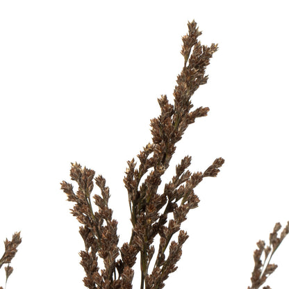 Vickerman 36-40" Green Reed Grass -Includes 8-9 oz per Bundle. Preserved