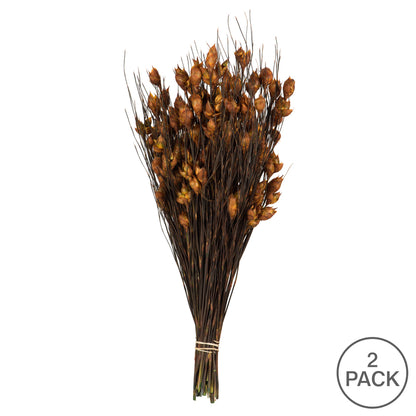 Vickerman 15-20" Short Stem Bell Grass with Autumn Colored Seed Pods. Comes Preserved.