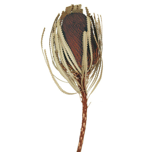 Vickerman 12" Brown Banksia  Flower with Stem. Includes 25 Stems per Pack. Dried Dried